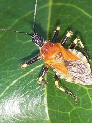 Apiomerus cearensis