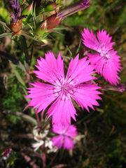 Dianthus caucaseus