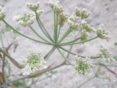 Astrodaucus littoralis
