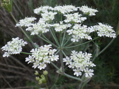 Astrodaucus littoralis