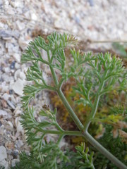 Astrodaucus littoralis