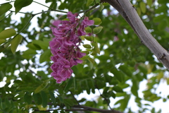 Robinia hispida