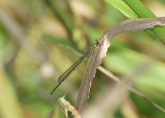 Acanthagrion lancea