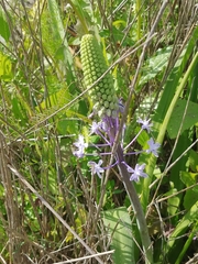 Scilla hyacinthoides
