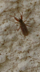 Paromius gracilis