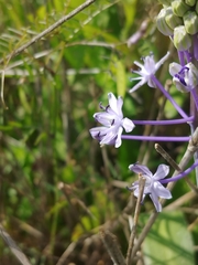 Scilla hyacinthoides