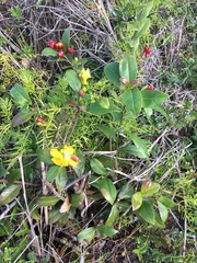 Ochna thomasiana