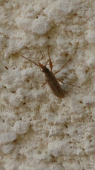 Paromius gracilis
