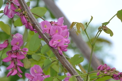 Robinia hispida