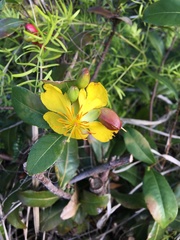 Ochna thomasiana