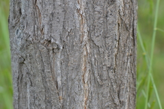 Robinia hispida