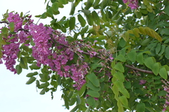 Robinia hispida