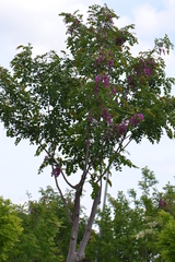 Robinia hispida