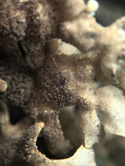 Pseudocyphellaria carpoloma