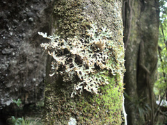 Pseudocyphellaria carpoloma