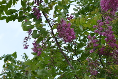 Robinia hispida