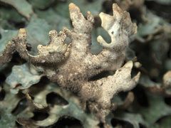 Pseudocyphellaria carpoloma