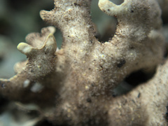 Pseudocyphellaria carpoloma