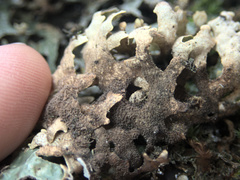 Pseudocyphellaria carpoloma