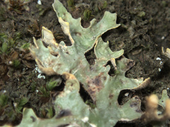 Pseudocyphellaria carpoloma