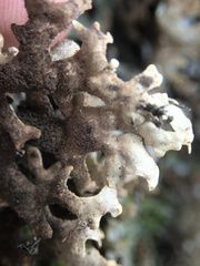 Pseudocyphellaria carpoloma