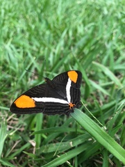 Adelpha cytherea