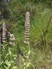 Nepeta tuberosa