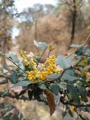 Berberis moranensis