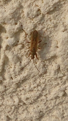 Paromius gracilis