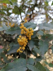 Berberis moranensis