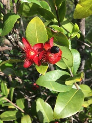 Ochna thomasiana