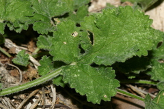 Erodium battandieranum
