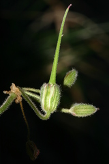 Erodium battandieranum