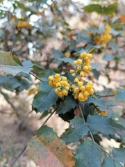Berberis moranensis