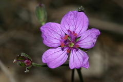 Erodium battandieranum