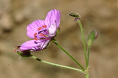 Erodium battandieranum