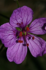 Erodium battandieranum