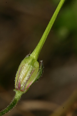 Erodium battandieranum