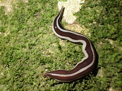 Australopacifica