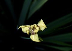 Trimezia steyermarkii