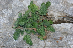 Erodium battandieranum