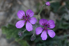 Erodium battandieranum