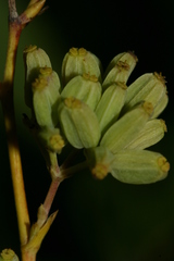 Bupleurum plantagineum image