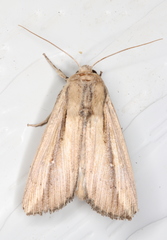 Leucania stenographa