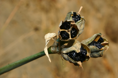 Pancratium foetidum image