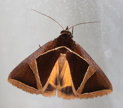 Agamana conjungens