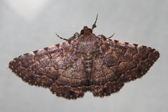 Diatenes aglossoides