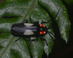 Discodon neoteutonum