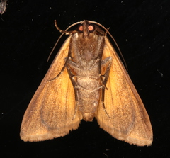 Agamana conjungens