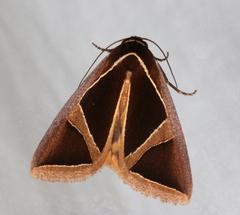 Agamana conjungens